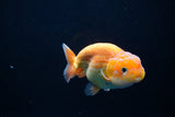 Juvenile Lionchu  Red White 4 Inch (ID#1213R11b-15) Free2Day SHIPPING