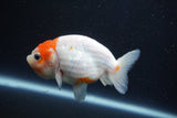 Ranchu  Sakura 3 Inch (ID#1001R5c-67) Free2Day SHIPPING