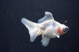 Butterfly  Calico 3.5 Inch (ID#408B8b-35) Free2Day SHIPPING