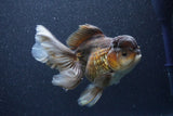 Thai Oranda  Bronze 6 Inch (ID#1105To6b-107)