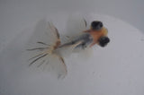 Butterfly  Calico 3.5 Inch (ID#408B8b-35) Free2Day SHIPPING