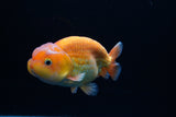 Juvenile Lionchu  Red White 4 Inch (ID#1213R11b-15) Free2Day SHIPPING