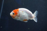 Ranchu  Sakura 3 Inch (ID#1001R5c-67) Free2Day SHIPPING