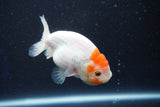 Ranchu  Sakura 3 Inch (ID#1001R5c-67) Free2Day SHIPPING