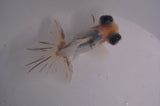 Butterfly  Calico 3.5 Inch (ID#408B8b-35) Free2Day SHIPPING