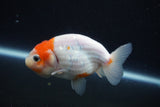 Ranchu  Sakura 3 Inch (ID#1001R5c-67) Free2Day SHIPPING