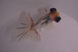 Butterfly  Calico 3.5 Inch (ID#408B8b-35) Free2Day SHIPPING