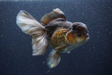 Thai Oranda  Bronze 6 Inch (ID#1105To6b-107)