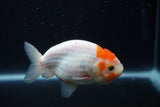 Ranchu  Sakura 3 Inch (ID#1001R5c-67) Free2Day SHIPPING