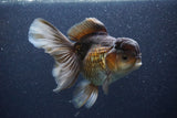 Thai Oranda  Bronze 6 Inch (ID#1105To6b-107)