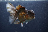 Thai Oranda  Bronze 6 Inch (ID#1105To6b-107)