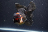 Thai Oranda  Tricolor 5.5 Inch (ID#1105To6b-108)