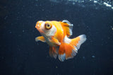 Butterfly  Red White 3.5 Inch (ID#408B8b-36) Free2Day SHIPPING