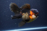 Thai Oranda  Tricolor 5.5 Inch (ID#1105To6b-108)