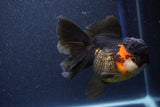 Thai Oranda  Tricolor 5.5 Inch (ID#1105To6b-108)