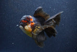 Thai Oranda  Tricolor 5.5 Inch (ID#1105To6b-108)