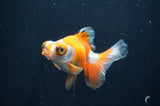 Butterfly  Red White 3.5 Inch (ID#408B8b-36) Free2Day SHIPPING