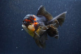 Thai Oranda  Tricolor 5.5 Inch (ID#1105To6b-108)