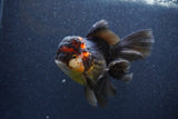 Thai Oranda  Tricolor 5.5 Inch (ID#1105To6b-108)