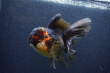 Thai Oranda  Tricolor 5.5 Inch (ID#1105To6b-108)