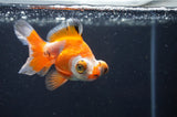 Butterfly  Red White 3.5 Inch (ID#408B8b-36) Free2Day SHIPPING