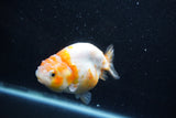 Milk Cow Ranchu  Calico 3.5 Inch (ID#1011R9a-63) Free2Day SHIPPING