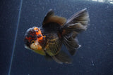 Thai Oranda  Tricolor 5.5 Inch (ID#1105To6b-108)