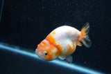 Milk Cow Ranchu  Calico 3.5 Inch (ID#1011R9a-63) Free2Day SHIPPING