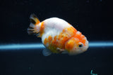 Milk Cow Ranchu  Calico 3.5 Inch (ID#1011R9a-63) Free2Day SHIPPING