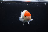 Juvenile Lionchu  Red White 3.5 Inch (ID#1213R11b-17) Free2Day SHIPPING