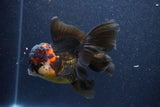 Thai Oranda  Tricolor 5.5 Inch (ID#1105To6b-108)