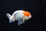 Juvenile Lionchu  Red White 3.5 Inch (ID#1213R11b-17) Free2Day SHIPPING