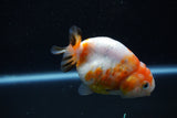 Milk Cow Ranchu  Calico 3.5 Inch (ID#1011R9a-63) Free2Day SHIPPING