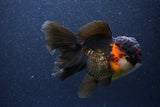 Thai Oranda  Tricolor 5.5 Inch (ID#1105To6b-108)