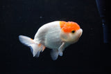 Juvenile Lionchu  Red White 3.5 Inch (ID#1213R11b-17) Free2Day SHIPPING