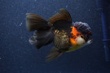 Thai Oranda  Tricolor 5.5 Inch (ID#1105To6b-108)