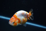 Milk Cow Ranchu  Calico 3.5 Inch (ID#1011R9a-63) Free2Day SHIPPING