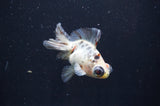Butterfly  Calico 3.5 Inch (ID#408B8b-37) Free2Day SHIPPING