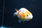 Milk Cow Ranchu  Calico 3.5 Inch (ID#1011R9a-63) Free2Day SHIPPING