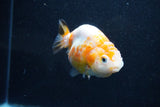 Milk Cow Ranchu  Calico 3.5 Inch (ID#1011R9a-63) Free2Day SHIPPING