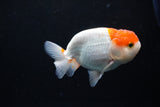 Juvenile Lionchu  Red White 3.5 Inch (ID#1213R11b-17) Free2Day SHIPPING