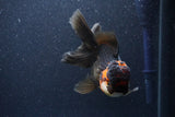 Thai Oranda  Tricolor 5.5 Inch (ID#1105To6b-108)