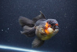 Thai Oranda  Tricolor 5.5 Inch (ID#1105To6b-108)