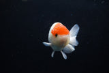 Juvenile Lionchu  Red White 3.5 Inch (ID#1213R11b-17) Free2Day SHIPPING