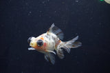 Butterfly  Calico 3.5 Inch (ID#408B8b-37) Free2Day SHIPPING