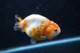 Milk Cow Ranchu  Calico 3.5 Inch (ID#1011R9a-63) Free2Day SHIPPING