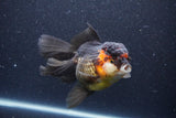 Thai Oranda  Tricolor 5.5 Inch (ID#1105To6b-108)