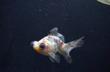 Butterfly  Calico 3.5 Inch (ID#408B8b-37) Free2Day SHIPPING