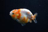 Milk Cow Ranchu  Calico 3.5 Inch (ID#1011R9a-63) Free2Day SHIPPING