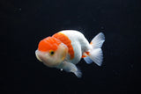 Juvenile Lionchu  Red White 3.5 Inch (ID#1213R11b-17) Free2Day SHIPPING